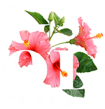 Good Cocktail Co